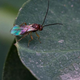 Image for article titled How Apples Sparked an Evolutionary Domino Effect Among Insects